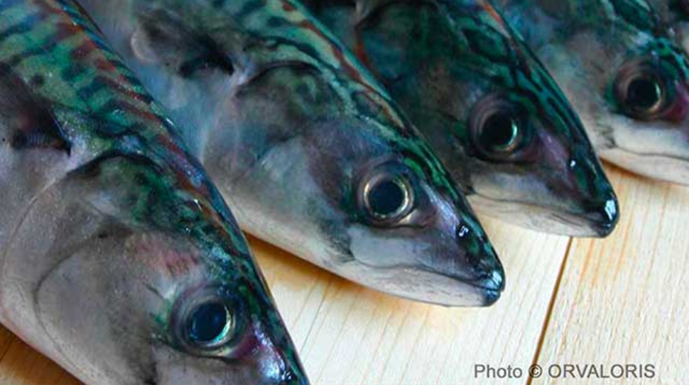 miniature de têtes de petits poissons bleus publié dans le Malin Gourmand